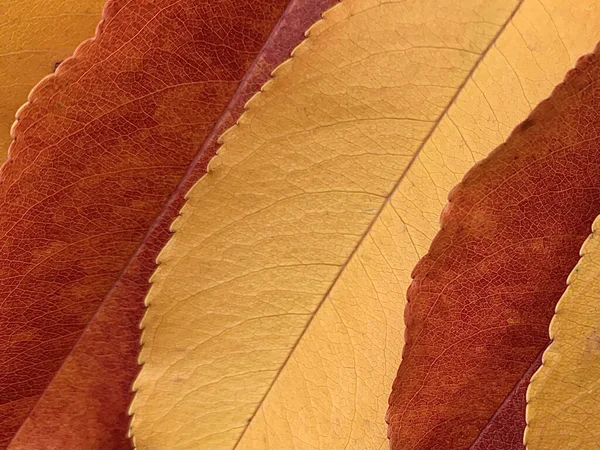 Textura Fundo Folhas Outono Folhas Multicoloridas Brilhantes Conceito Folhas Caídas — Fotografia de Stock