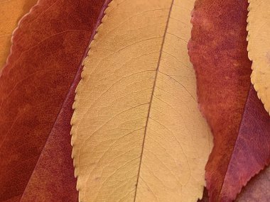 Arka plan dokusu sonbahar yaprakları. Parlak renkli yapraklar. Düşen yapraklar, altın sonbahar