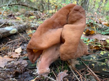 Toadstools sonbaharda yaprak döken ormanda yetişir. Parkta tehlikeli zehirli bir mantar yetişiyor. Kavram: mantar zehirlenmesi, zehirli mantarlar
