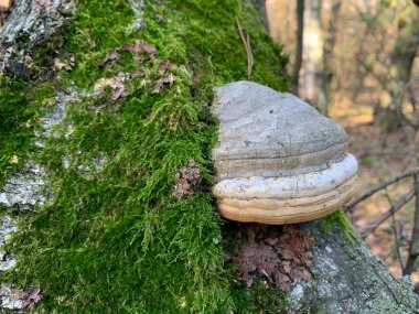 Yaprak döken bir sonbahar ormanında ağaç kütüğündeki mantar mantarları. Ağaçta tehlikeli bir parazit mantar yetişiyor. Kavram: zehirli mantarlar, parazit mantarlar