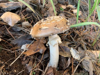 Toadstools sonbaharda yaprak döken ormanda yetişir. Parkta tehlikeli zehirli bir mantar yetişiyor. Kavram: mantar zehirlenmesi, zehirli mantarlar
