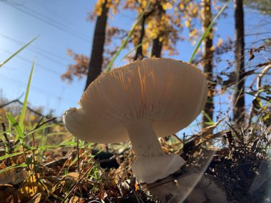 Toadstools sonbaharda yaprak döken ormanda yetişir. Parkta tehlikeli zehirli bir mantar yetişiyor. Kavram: mantar zehirlenmesi, zehirli mantarlar