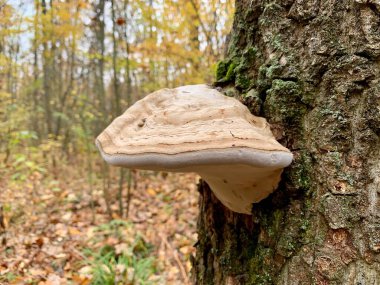 Yaprak döken bir sonbahar ormanında ağaç kütüğündeki mantar mantarları. Ağaçta tehlikeli bir parazit mantar yetişiyor. Kavram: zehirli mantarlar, parazit mantarlar