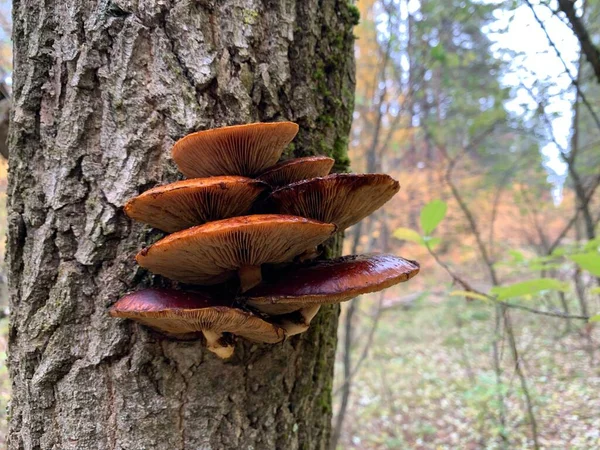 낙엽수 그루터기에 버섯들 나무에는 자라고 — 스톡 사진