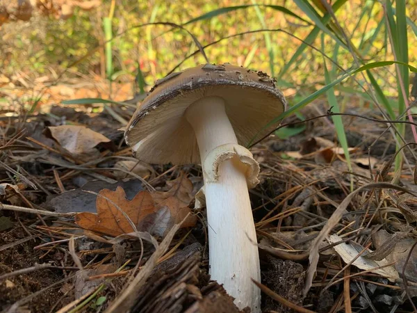 Fliegenpilze Wachsen Herbstlichen Laubwald Park Wächst Ein Gefährlicher Giftiger Pilz — Stockfoto