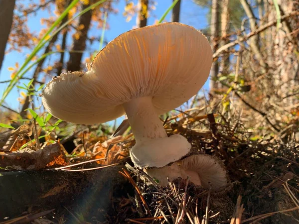 蟾蜍生长在秋天落叶森林里 公园里长着一个危险的毒蘑菇 蘑菇中毒 毒蘑菇 — 图库照片