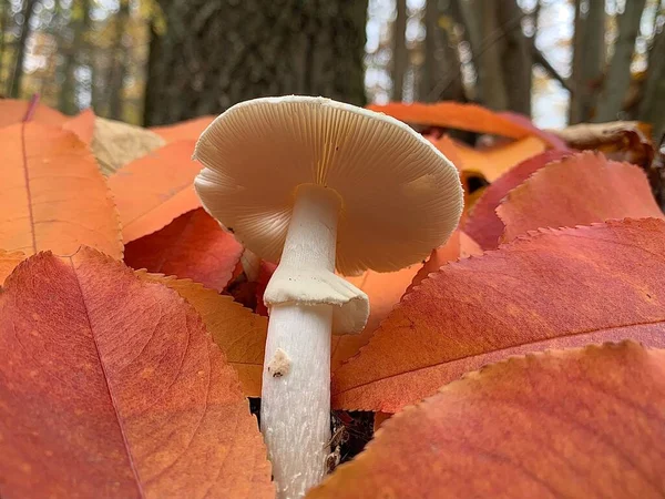 Gli Sgabelli Crescono Nella Foresta Decidua Autunnale Nel Parco Cresce — Foto Stock