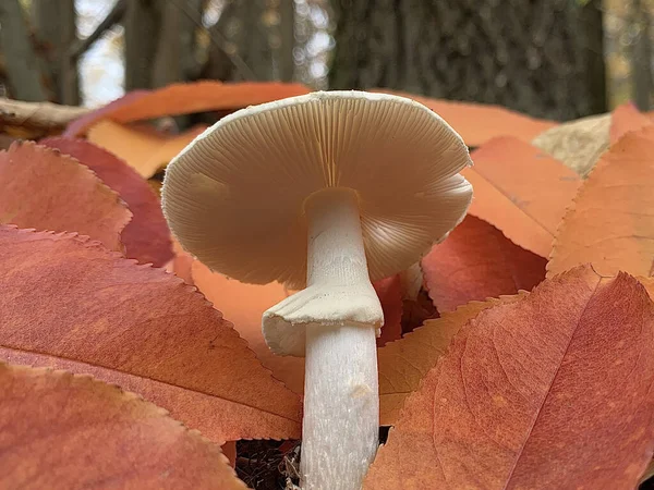 秋の落葉樹林ではスツールが成長します 公園には危険な毒キノコが生えている キノコ中毒 毒キノコ — ストック写真