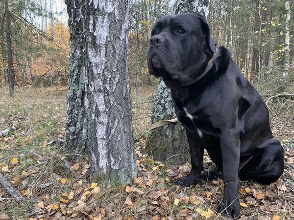 Černý Pes Plemene Cane Corso Sedí Lese Velký Pes Pozorně — Stock fotografie