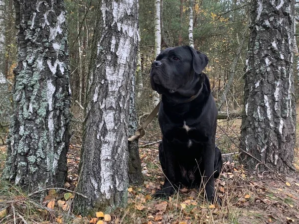 犬种的黑狗Cane Corso坐在森林里 这只大狗正在密切注视着 在树林中的公园里 — 图库照片