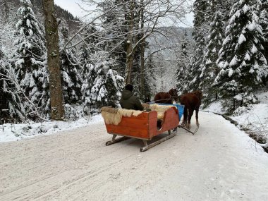 Thoroughbred horses in one harness. Harnessed horses on the background of the winter forest. A couple of horses are dragging a sled with people. Ukraine, Carpathians, Synevyr National Park, December 12, 2021