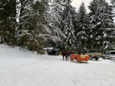 Thoroughbred horses in one harness. Harnessed horses on the background of the winter forest. A couple of horses are dragging a sled with people. Ukraine, Carpathians, Synevyr National Park, December 12, 2021
