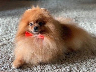 Boynunda kırmızı bir fiyonk olan Pomeranian köpeği. Kahverengi renkli genç bir safkan köpeğinin ağızlığı. Pomeranian Spitz: Köpeğin tüylü kafası, yakın plan..