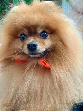 Boynunda kırmızı bir fiyonk olan Pomeranian köpeği. Kahverengi renkli genç bir safkan köpeğinin ağızlığı. Pomeranian Spitz: Köpeğin tüylü kafası, yakın plan..