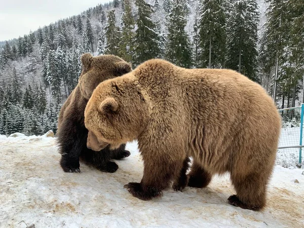 Zwei Bären Schnee Wald Braunbären Spielen Zusammen Rehabilitationszentrum Für Braunbären — Stockfoto