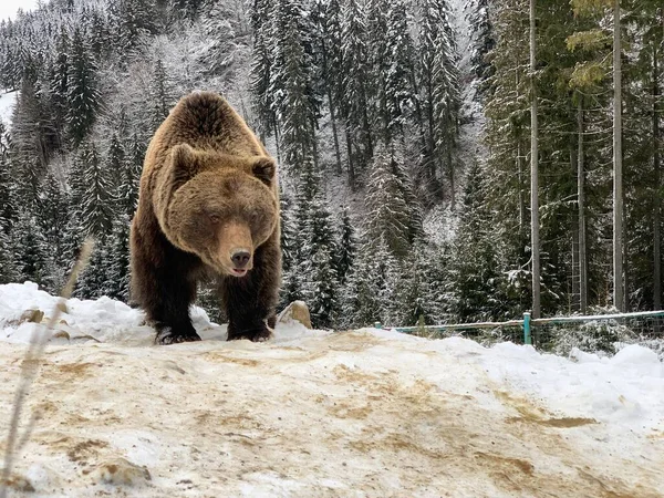 在雪地森林里的成年熊 棕熊生长在冬季森林的背景上 棕熊康复中心 Synevyr国家公园 — 图库照片