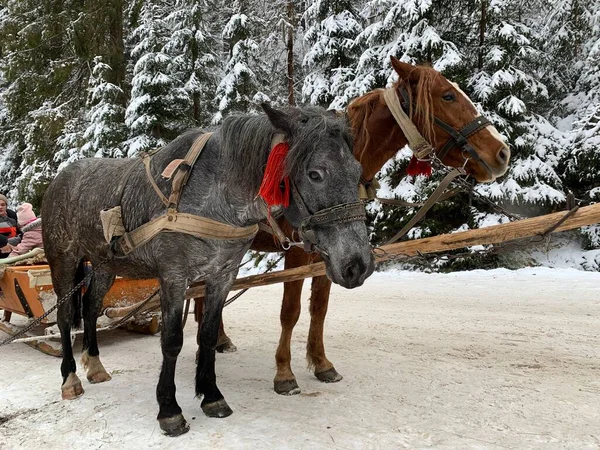 Thoroughbred horses in one harness. Harnessed horses on the background of the winter forest. The sleigh is pulled by a pair of horses. Stallion's muzzle close up.