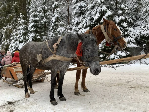 Thoroughbred horses in one harness. Harnessed horses on the background of the winter forest. The sleigh is pulled by a pair of horses. Stallion's muzzle close up.