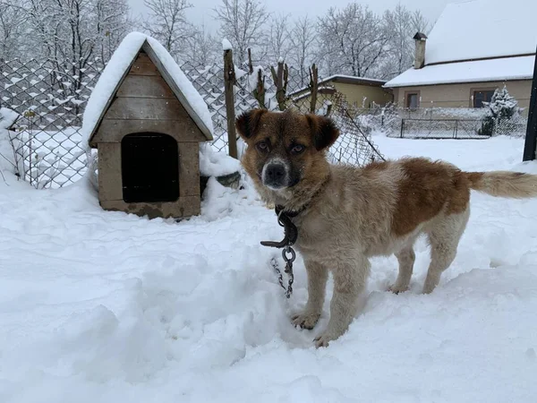 Tezgahın yanındaki karda zincirlenmiş bir köpek. Bahçede tasmalı bir melez var. Ahşap bir standın arka planında evcil hayvan.