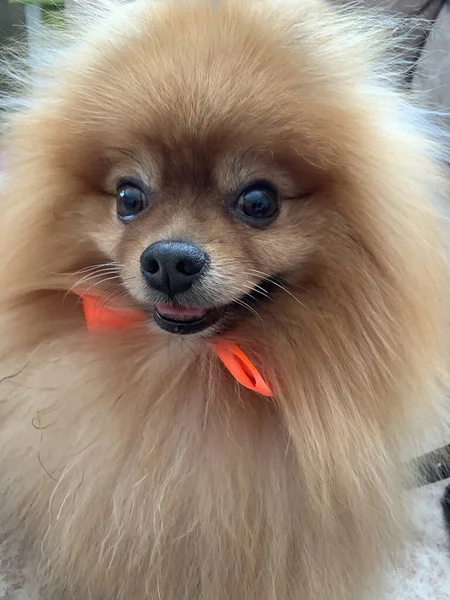 Cão Pomeranian Com Arco Vermelho Pescoço Focinho Filhote Cachorro Puro — Fotografia de Stock