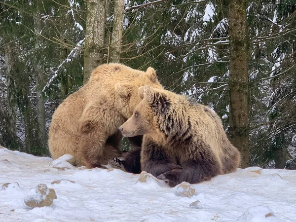 Zwei Bären Schnee Wald Braunbären Spielen Zusammen Rehabilitationszentrum Für Braunbären — Stockfoto