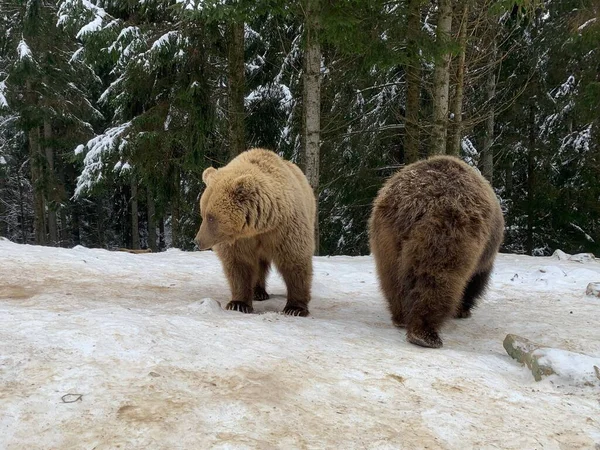 森の中の雪の中で二頭の熊 茶色のクマが一緒に遊ぶ ヒグマのリハビリテーションセンター Synevyr国立公園 — ストック写真