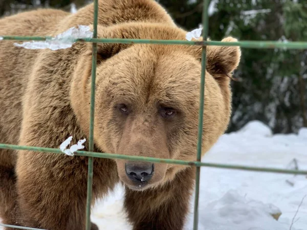 눈덮인 곰입니다 배경에는 곰들을 Synevyr National Park — 스톡 사진