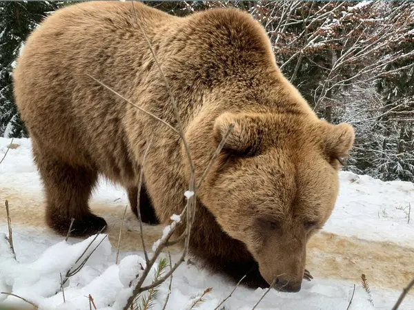 雪に覆われた森の中に熊がいる ブラウンは冬の森を背景にしています ヒグマのリハビリテーションセンター Synevyr国立公園 — ストック写真
