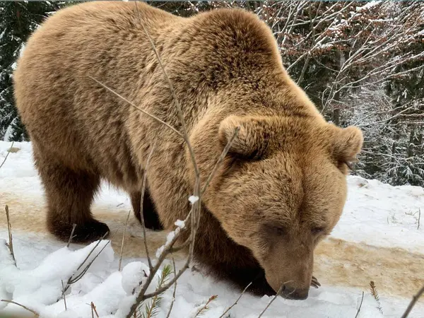 Orso Adulto Una Foresta Innevata Orso Bruno Sullo Sfondo Della — Foto Stock