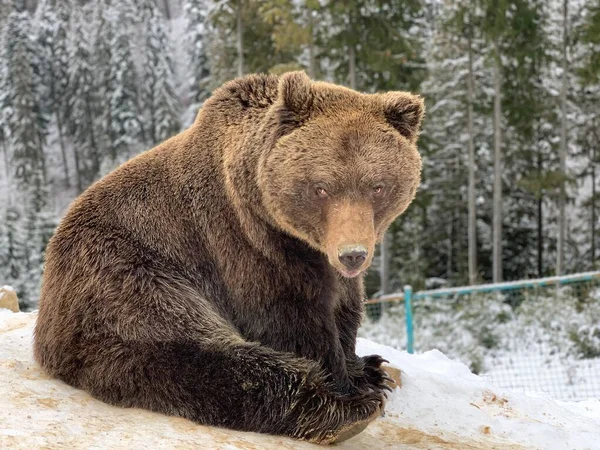 Dorosły Niedźwiedź Śnieżnym Lesie Brązowy Niedźwiedź Tle Zimowego Lasu Centrum — Zdjęcie stockowe