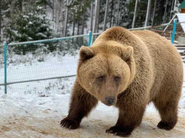 在雪地森林里的成年熊 棕熊生长在冬季森林的背景上 棕熊康复中心 Synevyr国家公园 — 图库照片