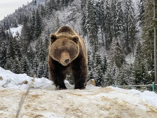 Ein Erwachsener Bär Einem Verschneiten Wald Braunbär Auf Dem Hintergrund — Stockfoto