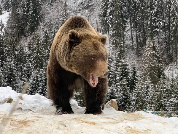 Egy Felnőtt Medve Egy Havas Erdőben Barna Medve Téli Erdő — Stock Fotó