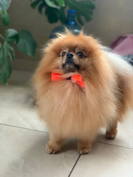 Hond Pomeranian Met Een Rode Strik Nek Muilkorf Van Een — Stockfoto