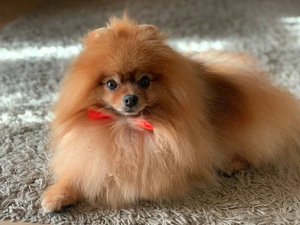 Hond Pomeranian Met Een Rode Strik Nek Muilkorf Van Een — Stockfoto