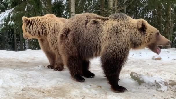 森の中の熊二頭が雪の中を歩いている 茶色のクマが一緒に遊ぶ ヒグマのリハビリテーションセンター Synevyr国立公園での獲物の獣 — ストック動画