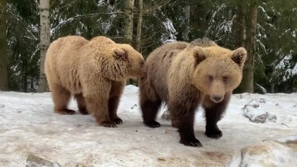 Dos Osos Bosque Están Caminando Nieve Los Osos Pardos Juegan — Vídeos de Stock