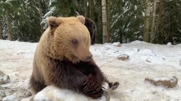 雪に覆われた森の中に熊がいる ブラウンは冬の森を背景にしています ヒグマのリハビリテーションセンター Synevyr国立公園 — ストック動画