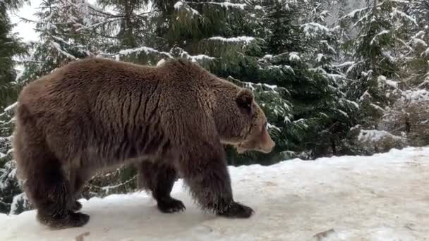 Μια Ενήλικη Αρκούδα Ένα Χιονισμένο Δάσος Καφέ Αρκούδα Στο Φόντο — Αρχείο Βίντεο