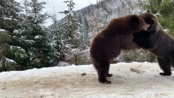 Dos Osos Bosque Están Caminando Nieve Los Osos Pardos Juegan — Vídeos de Stock