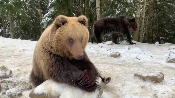 Μια Ενήλικη Αρκούδα Ένα Χιονισμένο Δάσος Καφέ Αρκούδα Στο Φόντο — Αρχείο Βίντεο