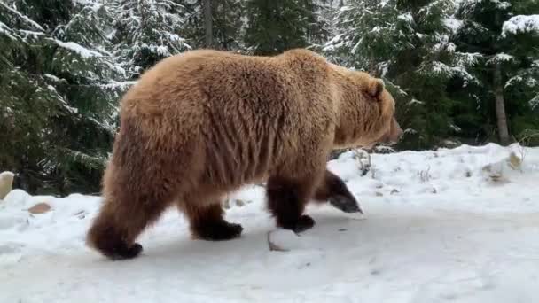 Orso Adulto Una Foresta Innevata Orso Bruno Sullo Sfondo Della — Video Stock