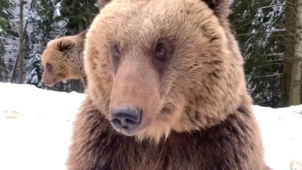 Ein Erwachsener Bär Einem Verschneiten Wald Braunbär Auf Dem Hintergrund — Stockvideo