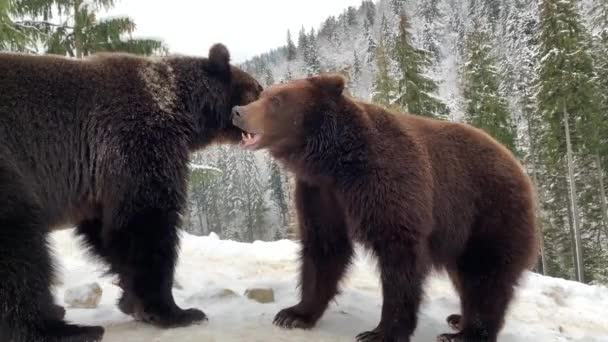 Два Медведя Лесу Ходят Снегу Бурые Медведи Играют Вместе Реабилитационный — стоковое видео