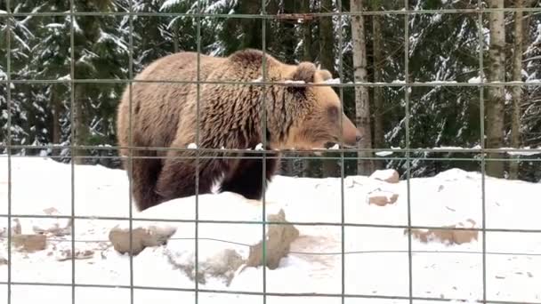 雪に覆われた森の中に熊がいる ブラウンは冬の森を背景にしています ヒグマのリハビリテーションセンター Synevyr国立公園 — ストック動画