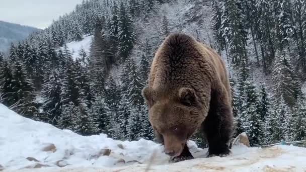 Ein Erwachsener Bär Einem Verschneiten Wald Braunbär Auf Dem Hintergrund — Stockvideo