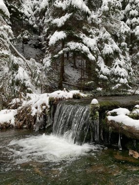 Kış ormanındaki dağ nehri. Karlı bir ormandaki dağ nehri deresi. Kışın ormandaki su kaynağı..