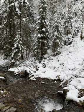 Kış ormanındaki dağ nehri. Karlı bir ormandaki dağ nehri deresi. Kışın ormandaki su kaynağı..
