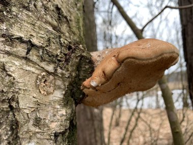 Sonbahar ormanındaki yaşlı bir ağaçta mantar mantarı. Ağacın gövdesinde tehlikeli bir mantar yetişiyor. Kavram: zehirli mantarlar, parazitler