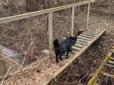 Köpek ahşap köprüden geçer. Hendeğin üzerindeki kırsal köprü. Hayvan küçük bir köprüden geçer..